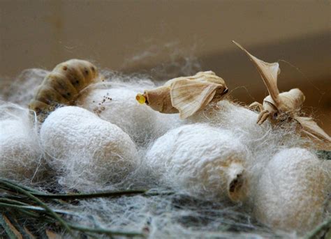 evde ipek böceği nasıl yetiştirilir